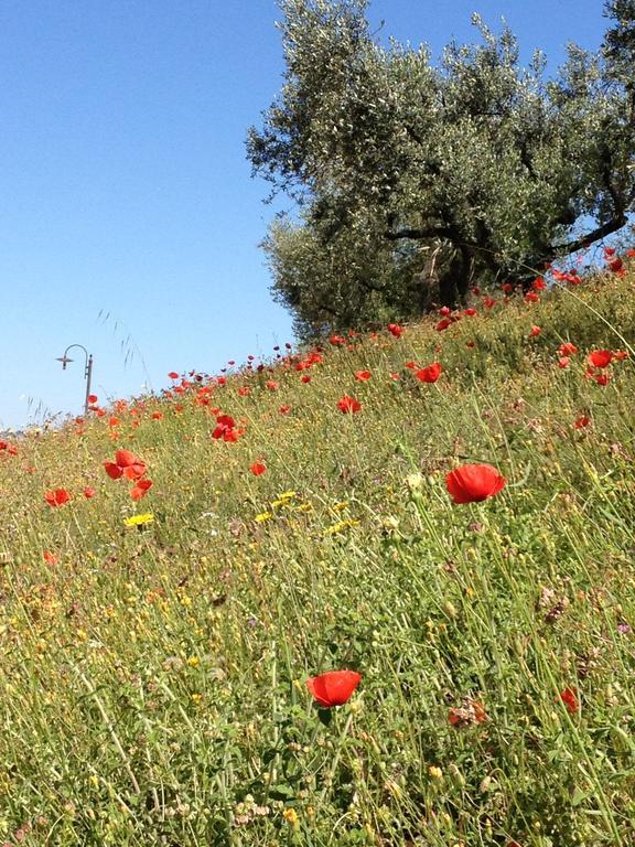 Il Poggio Delle Ginestre Pension Torgiano Buitenkant foto