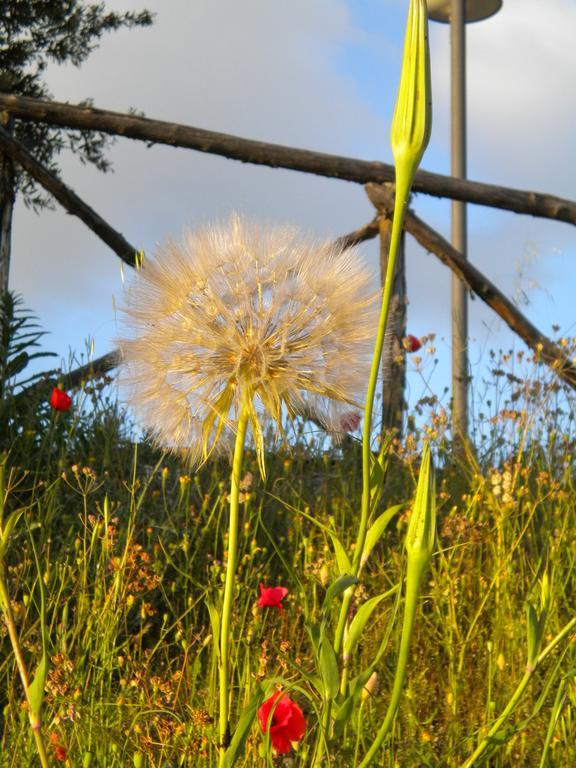 Il Poggio Delle Ginestre Pension Torgiano Buitenkant foto