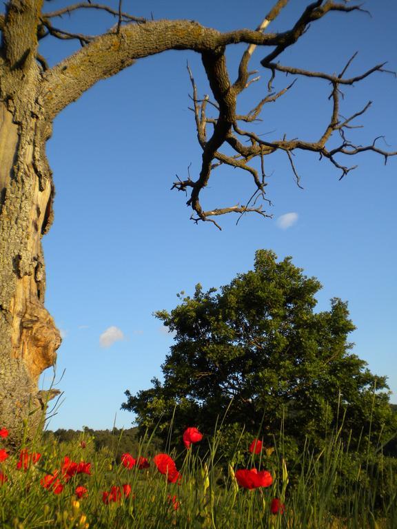 Il Poggio Delle Ginestre Pension Torgiano Buitenkant foto